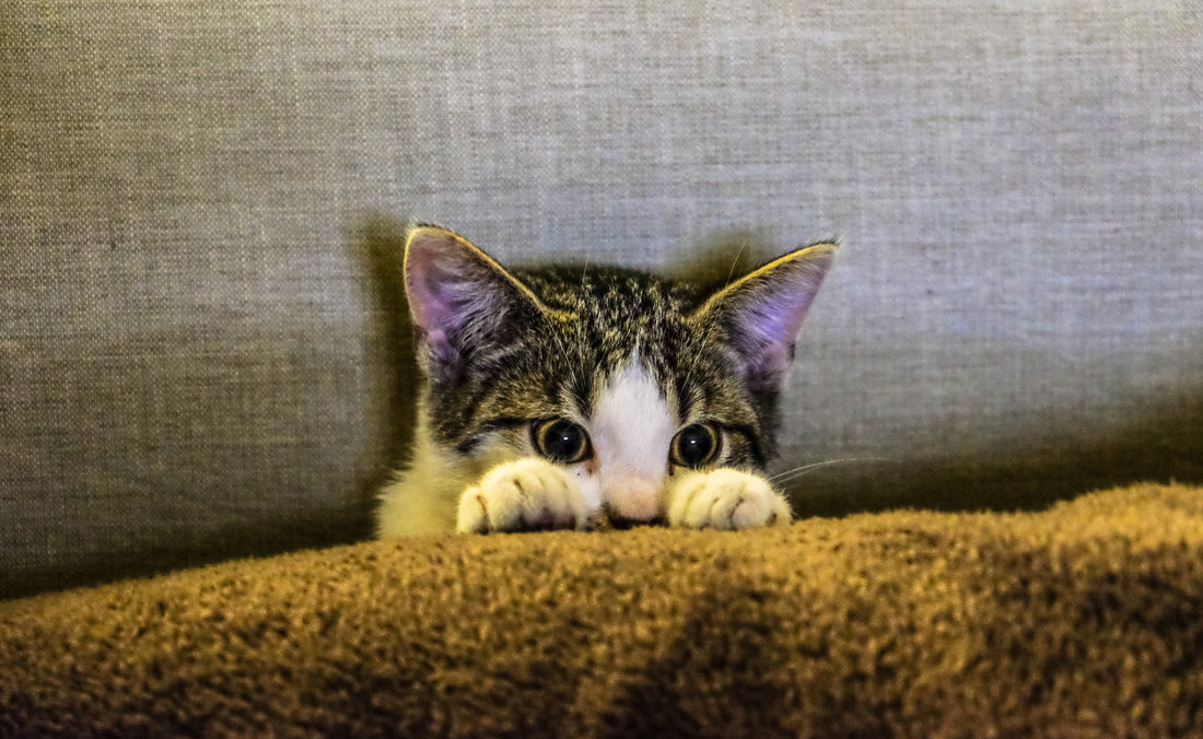 J'ai croisé un chat errant, que faire ?