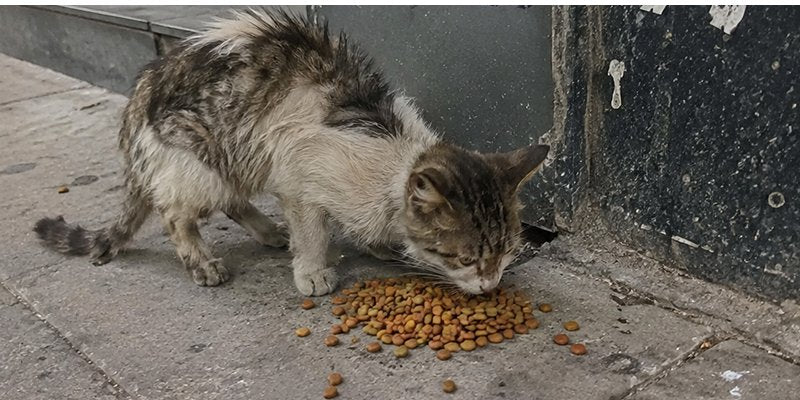 A stray cat eating cat food in the street