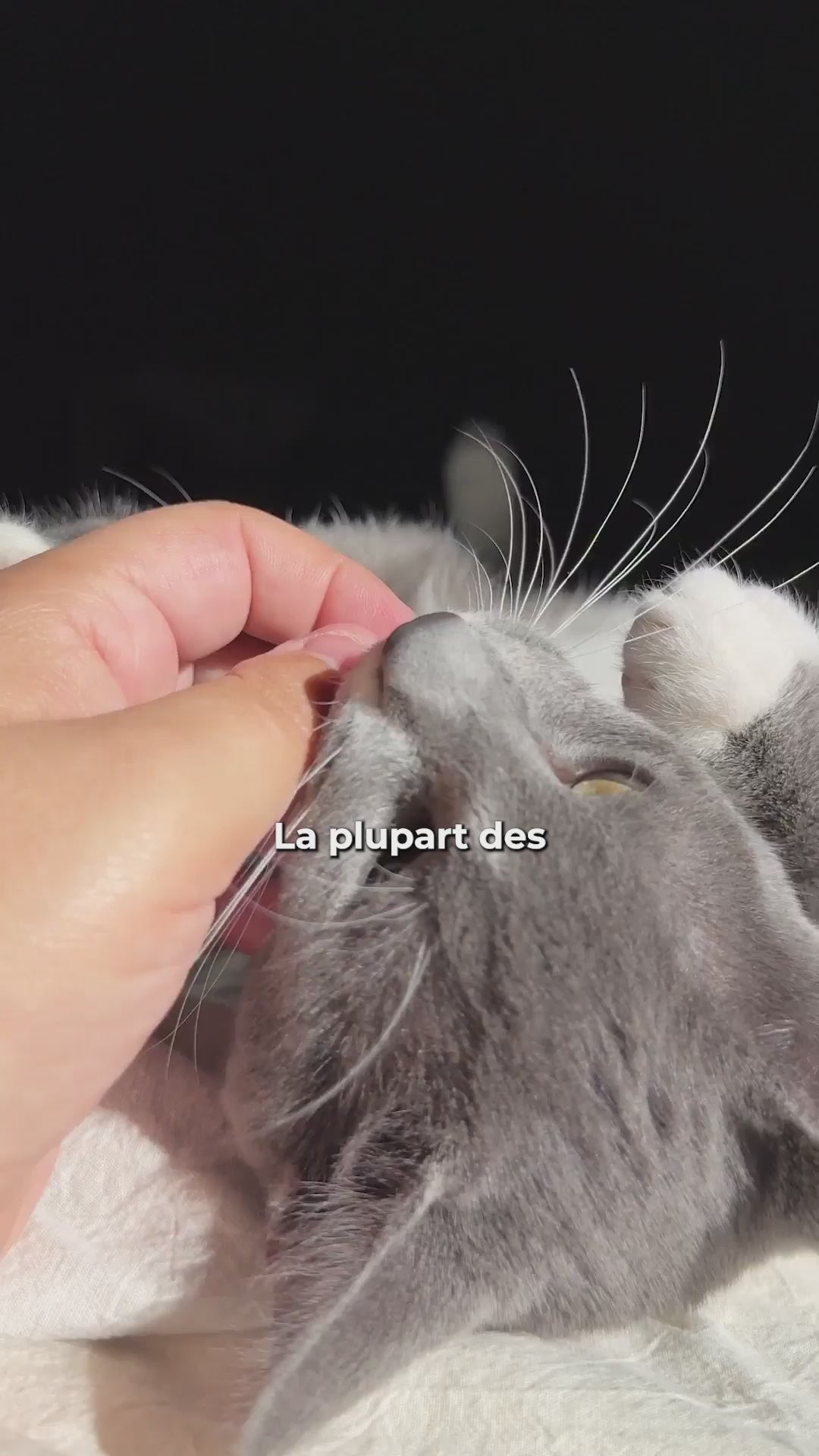 Charger la vidéo : 
